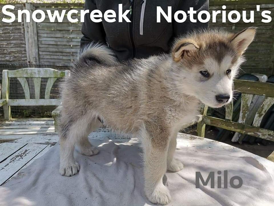 N-boy 2- 7 weeks