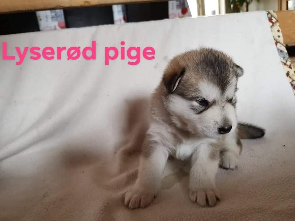 N-girl 1 -3 weeks