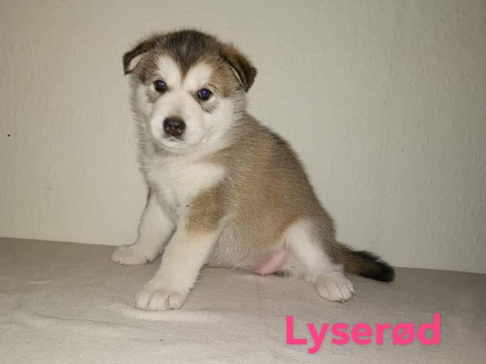 N-girl 1 - 5 weeks