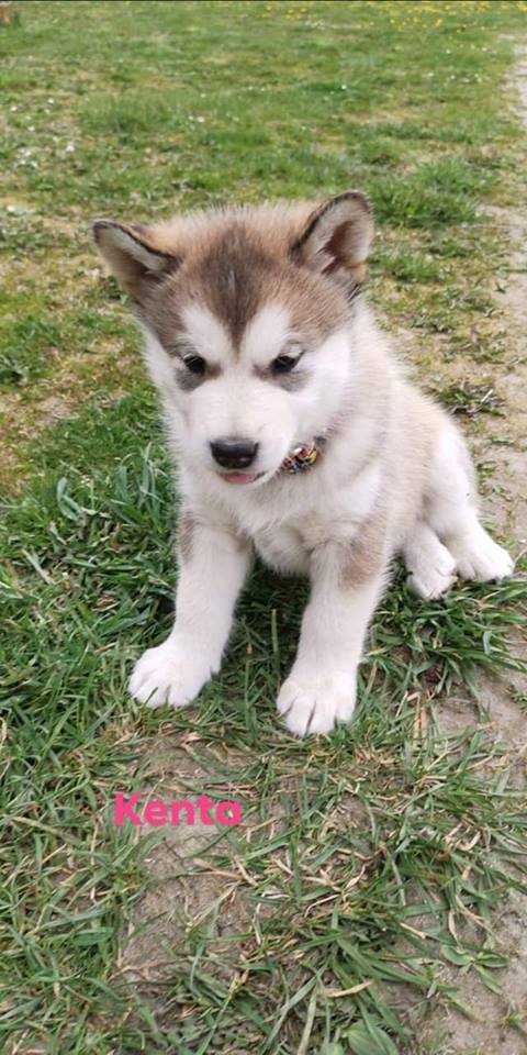 N-girl 1 - 6 weeks