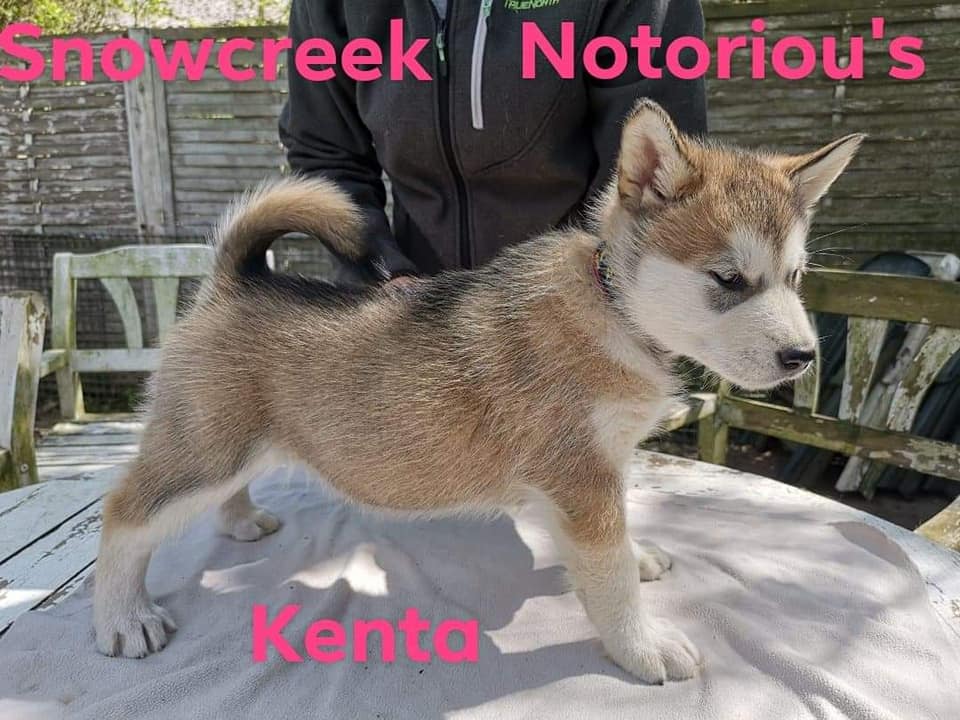 N-girl 1 - 7 weeks