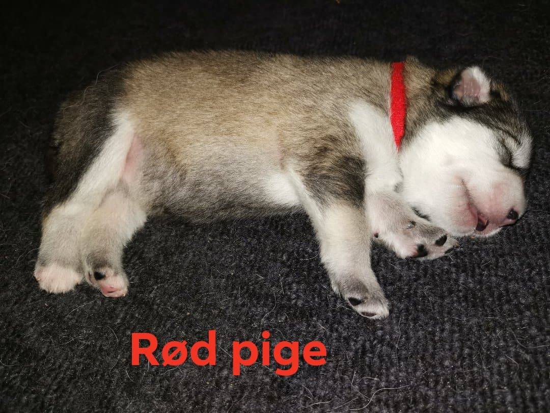 N-girl 2 - 1 week
