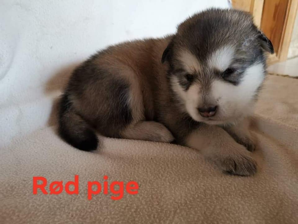 N-girl 2 - 3 weeks