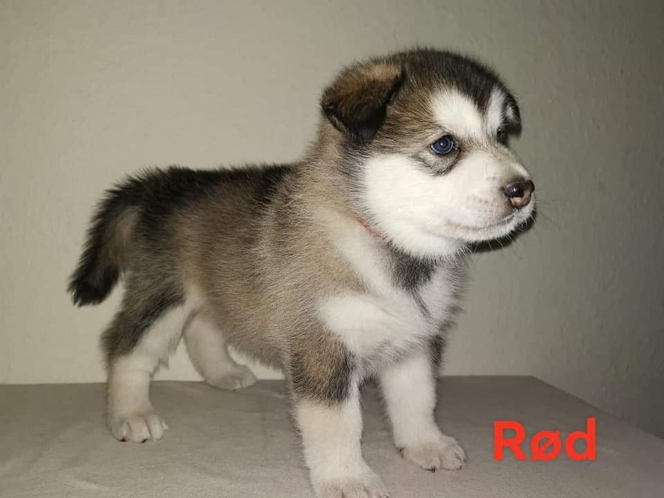 N-girl 2 - 5 weeks