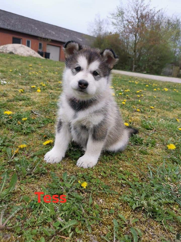 N-girl 2 - 6 weeks