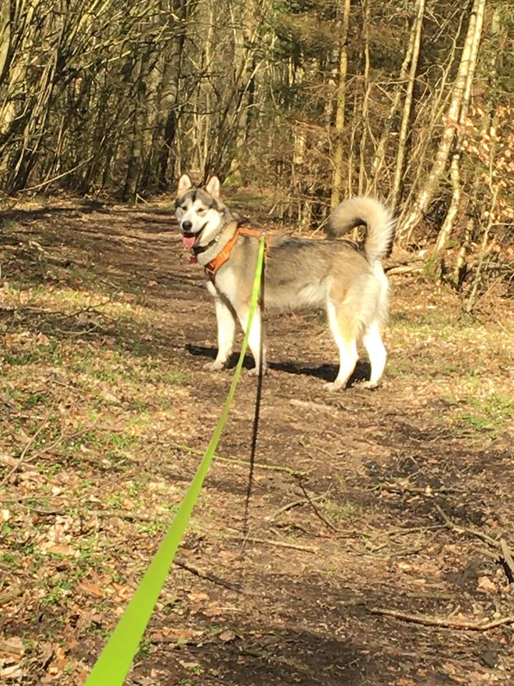 Snowcreek Notoriou's Bella