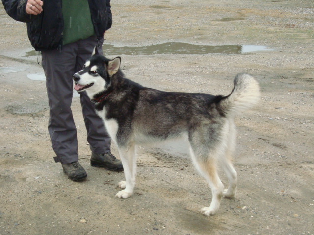 Nala 13 mdr