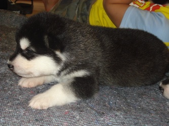 Nala 2 uger