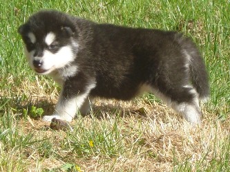 Nala 3 uger