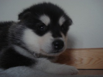 Nala 4 uger
