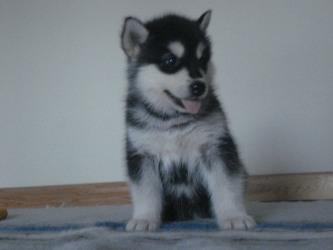 Nala 5 uger