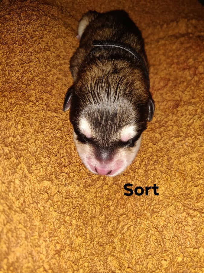 Outlaw's Sort dreng 1 dag