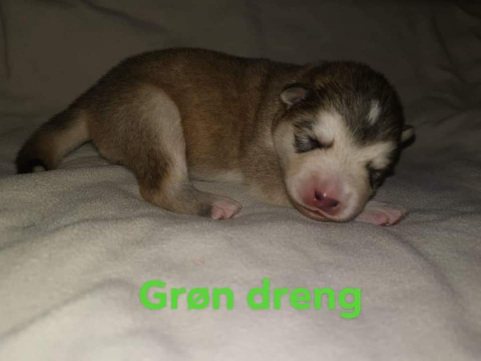 Outlaw's grøn dreng 1 uge