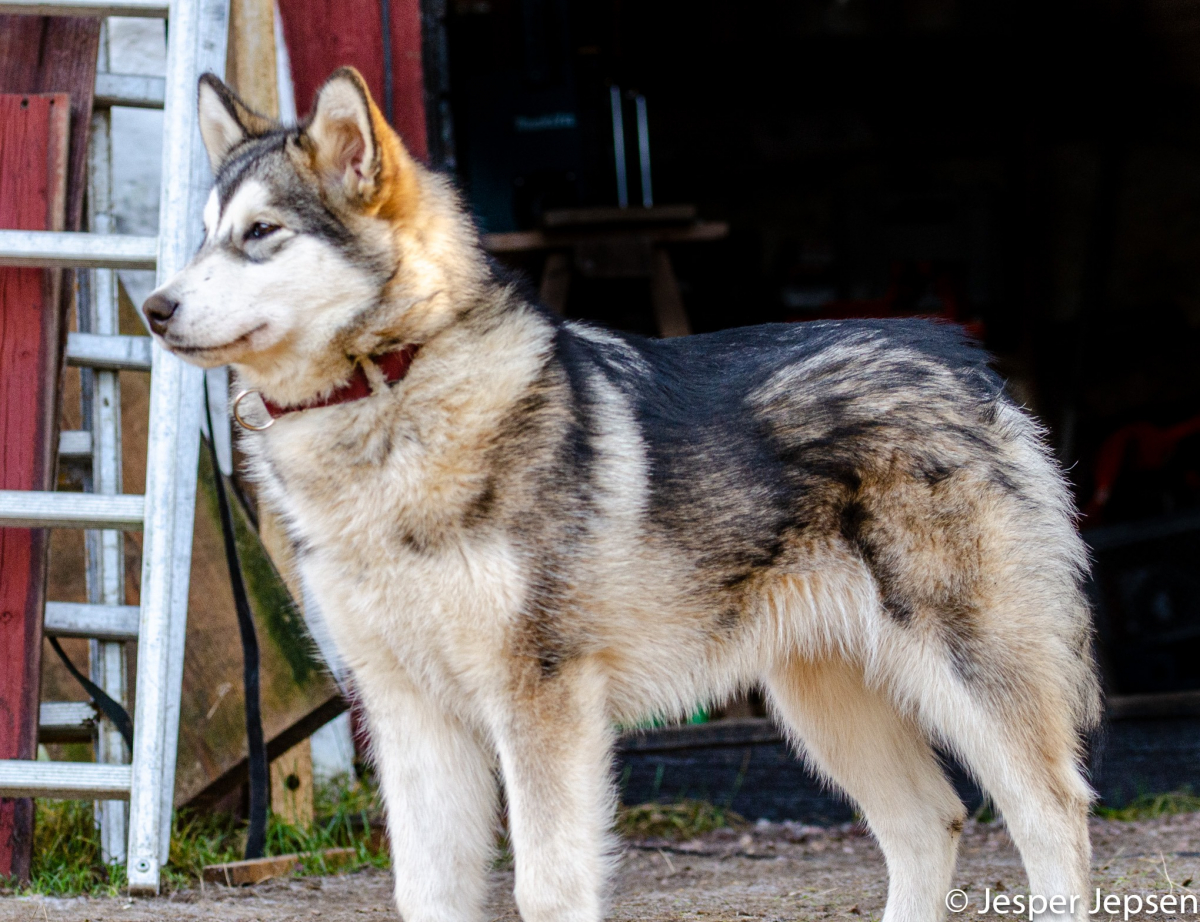 Snowcreek Outlaw's Ravn
