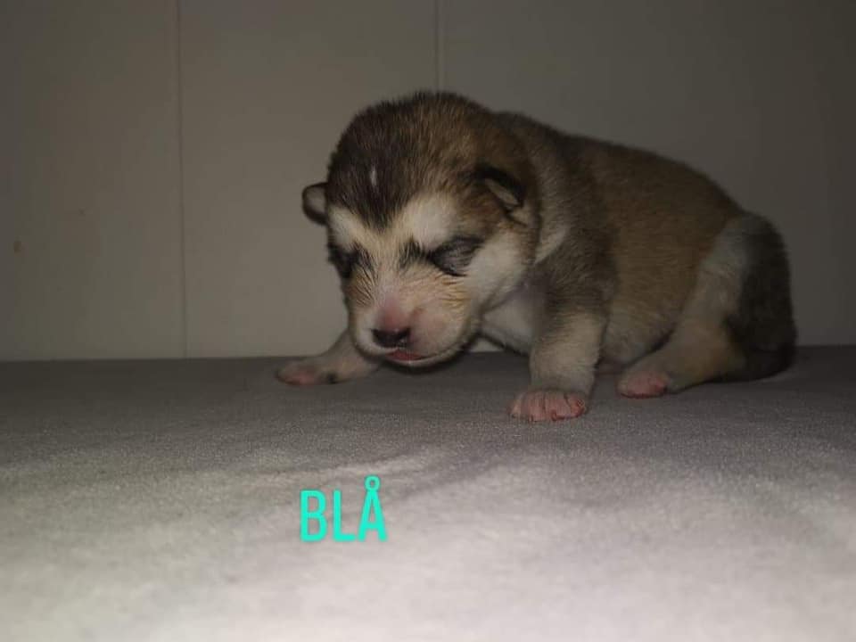 P-litter Boy4 1 week