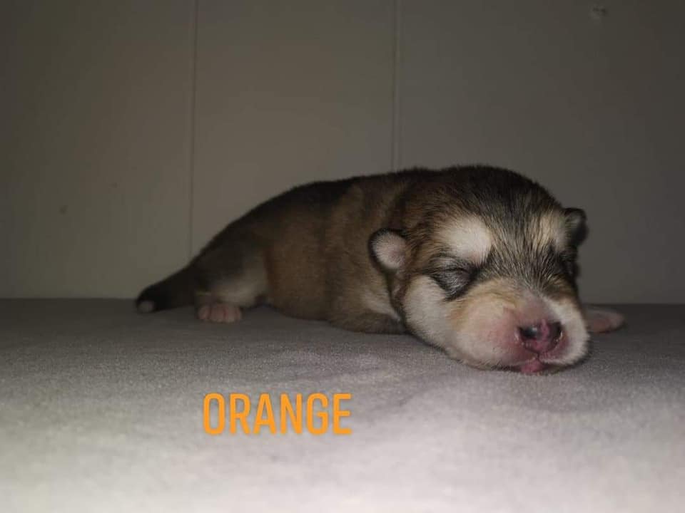 P-litter Boy6 1 week