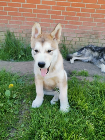P-litter Falk 10weeks