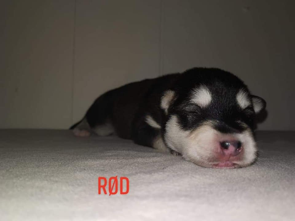 P-litter Girl1- 1 week