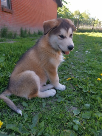 P-litter Tanker 10weeks