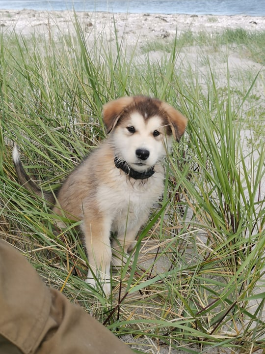 P-litter Tanker 8weeks