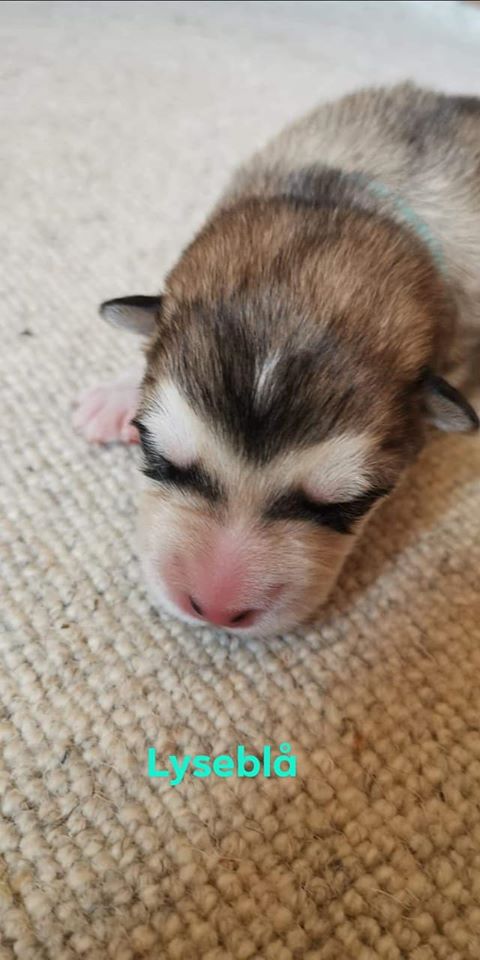 P-litter blue dreng 1 day