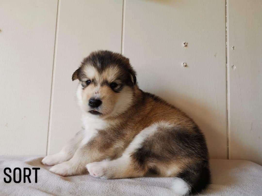 P-litter boy2 - 3weeks