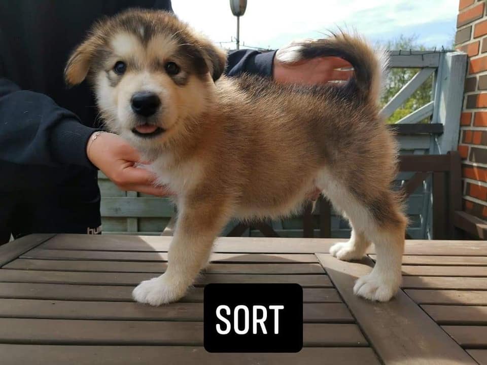P-litter boy2 - 6 weeks
