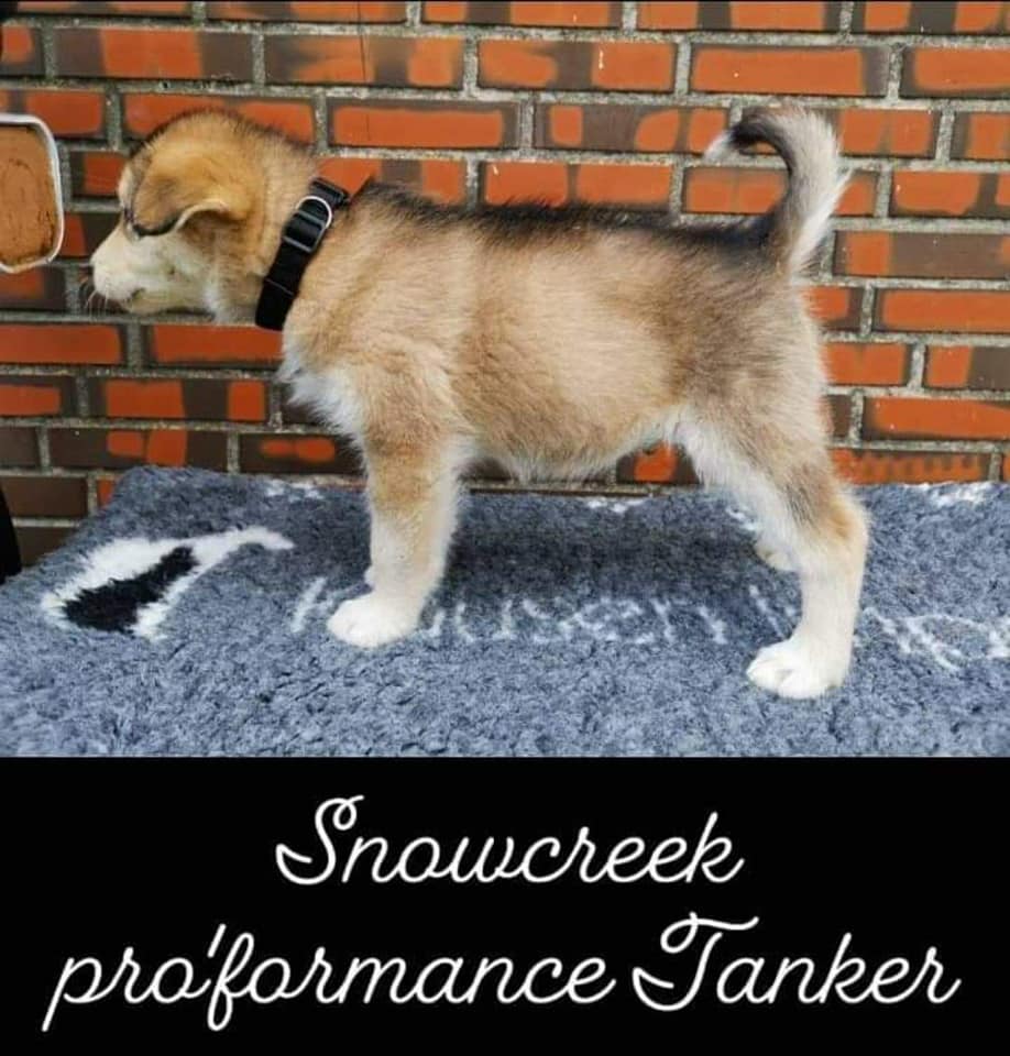P-litter boy2 - 7 weeks
