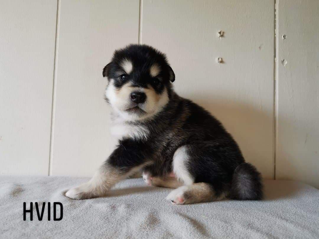 P-litter boy3 - 3 weeks