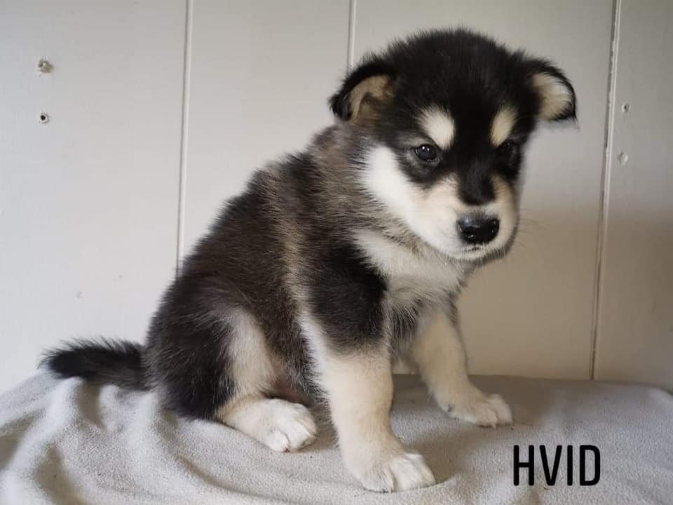 P-litter boy3 - 5 weeks
