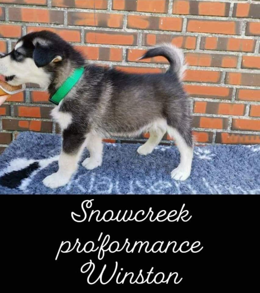 P-litter boy3 - 7 weeks