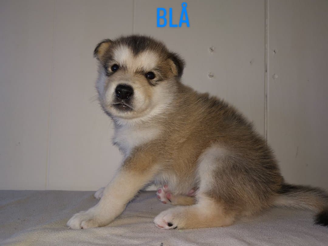 P-litter boy4 - 4weeks
