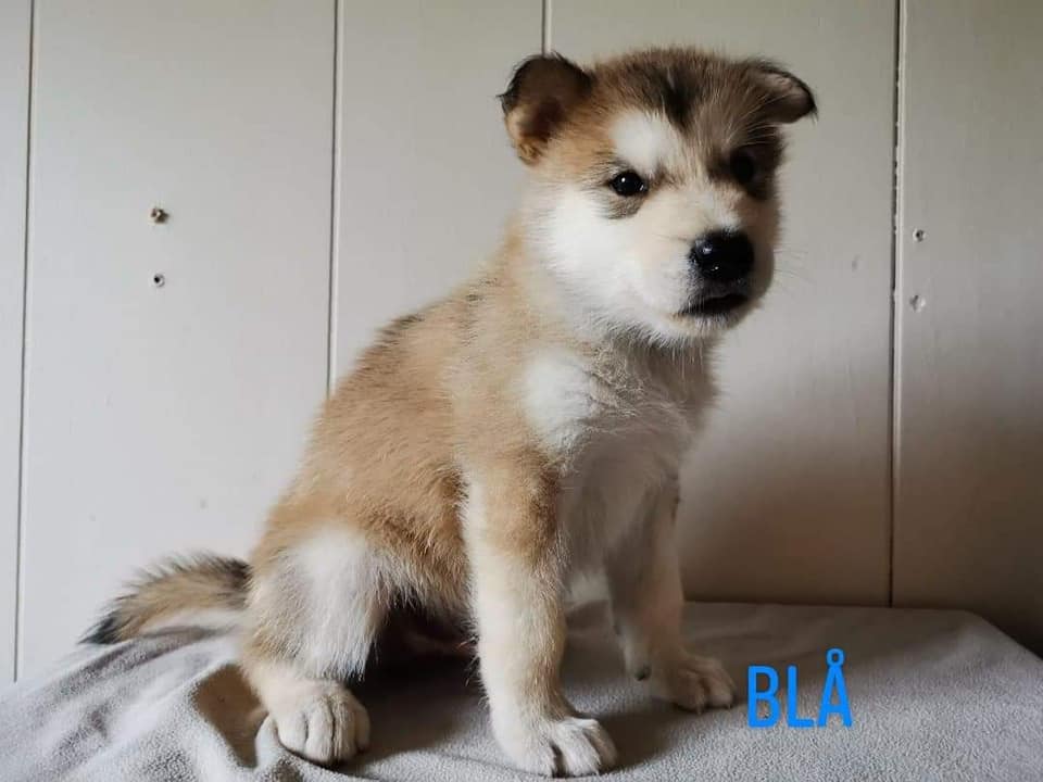P-litter boy4 - 5 weeks