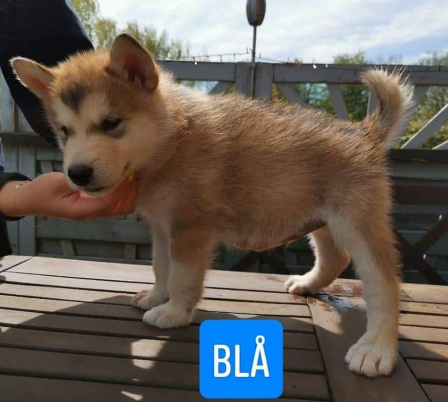 P-litter boy4 - 6 weeks