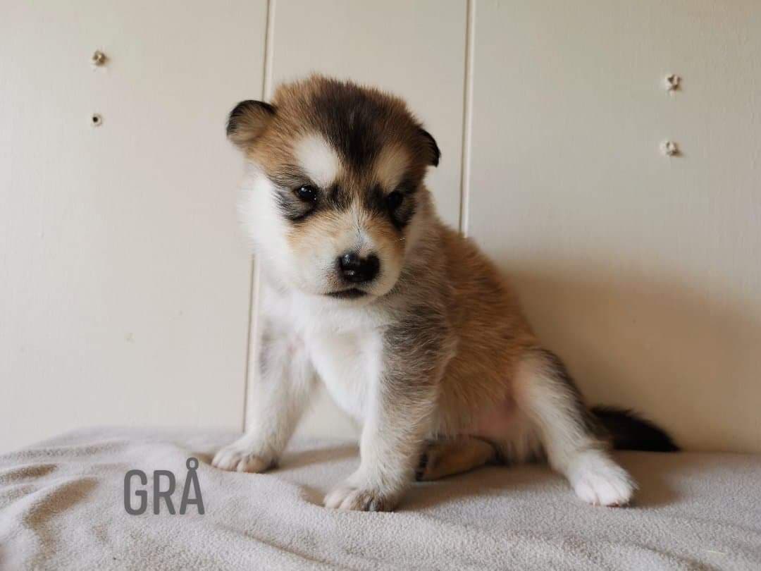 P-litter boy5 - 3weeks