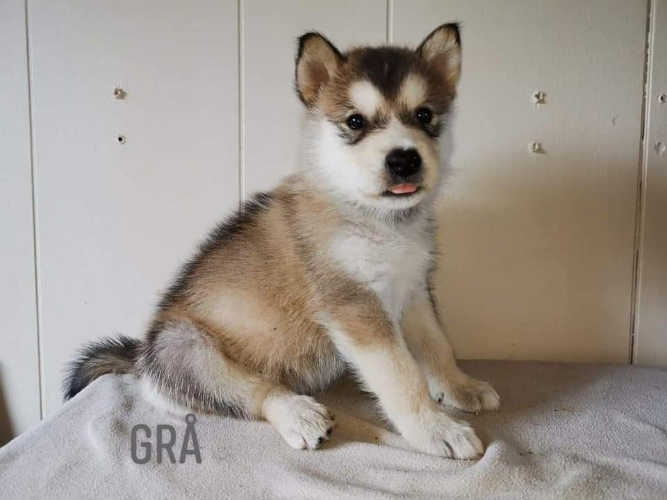 P-litter boy5 - 5 weeks