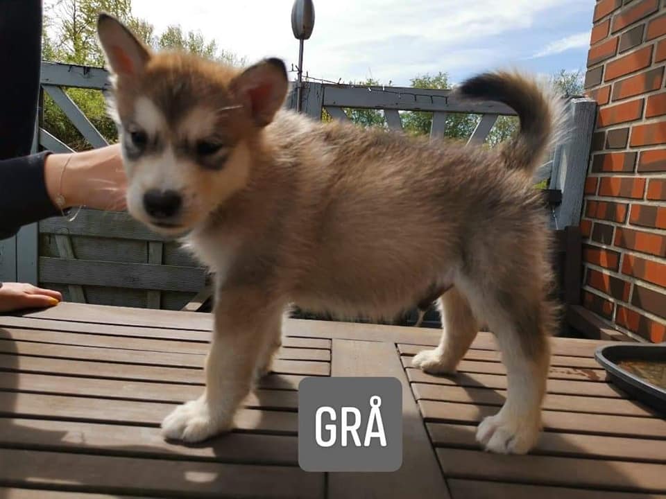 P-litter boy5 - 6weeks