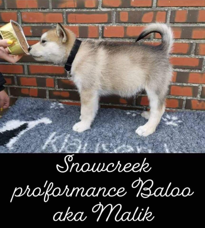 P-litter boy5 - 7 weeks