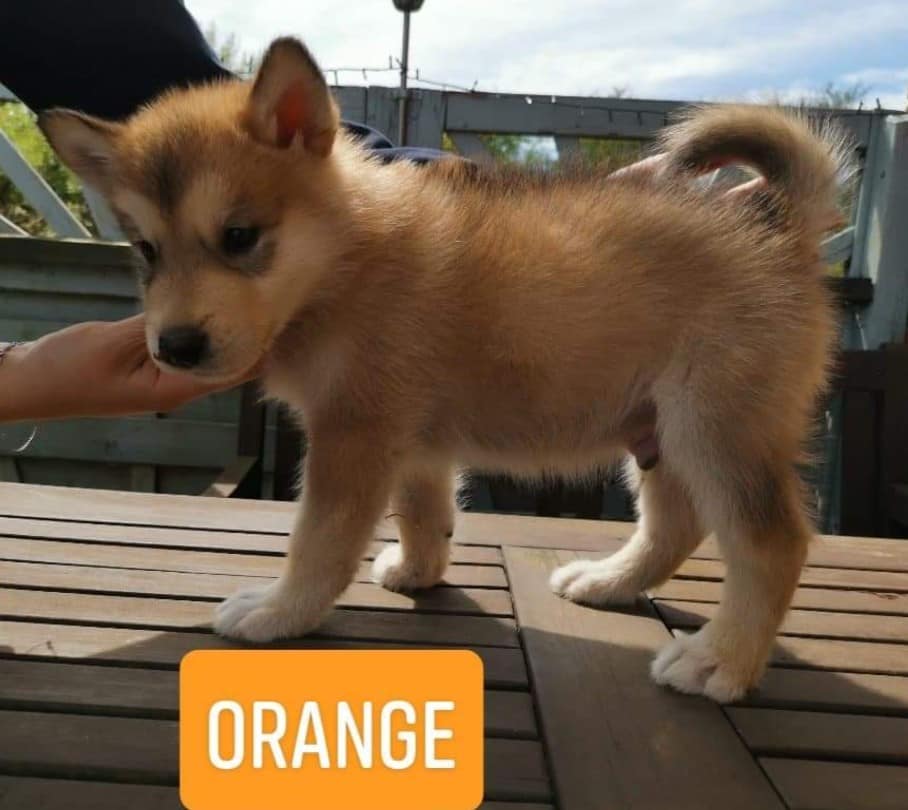 P-litter boy6 - 6 weeks