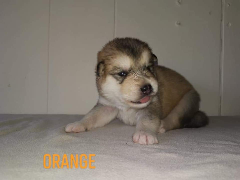 P-litter boy6 2 weeks