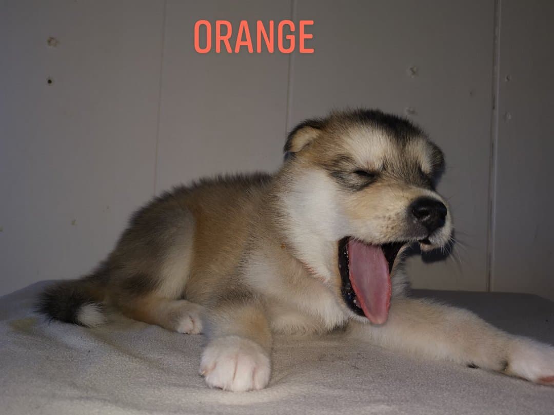 P-litter boy6 4 weeks