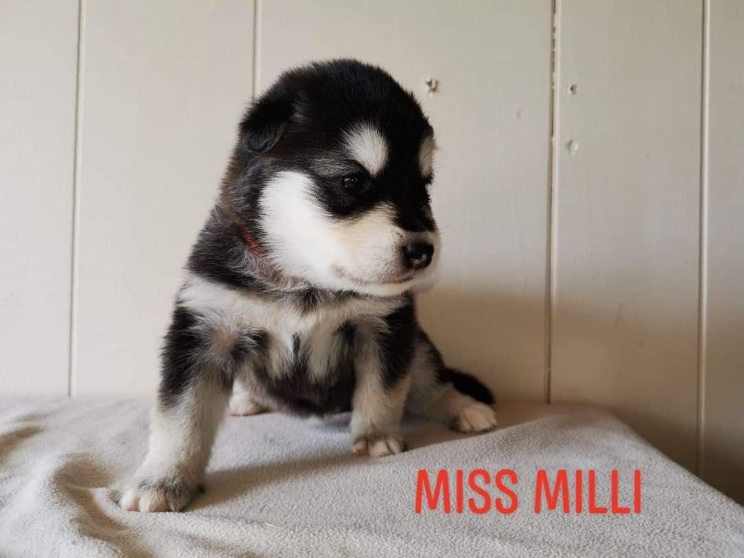 P-litter girl1- 3 weeks