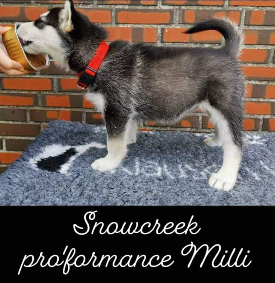 P-litter girl1- 7 weeks