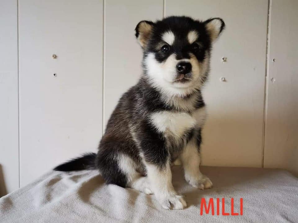 P-litter girl1 - 5 weeks