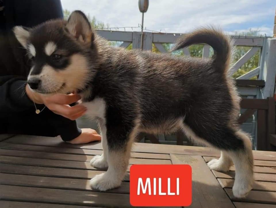 P-litter girl1 - 6 weeks