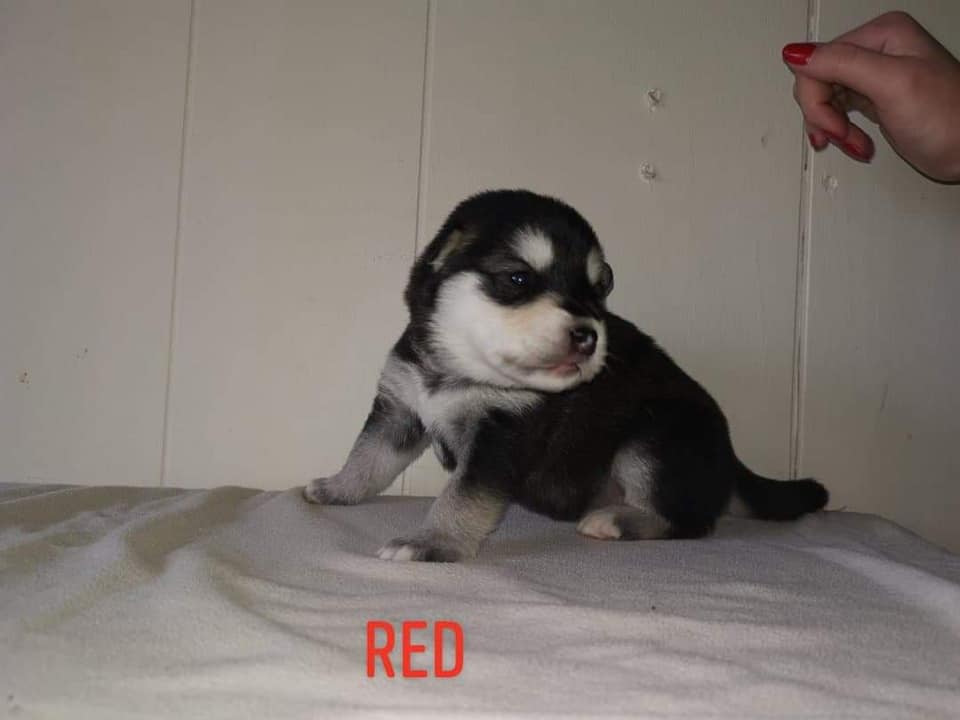 P-litter girl1 2 weeks