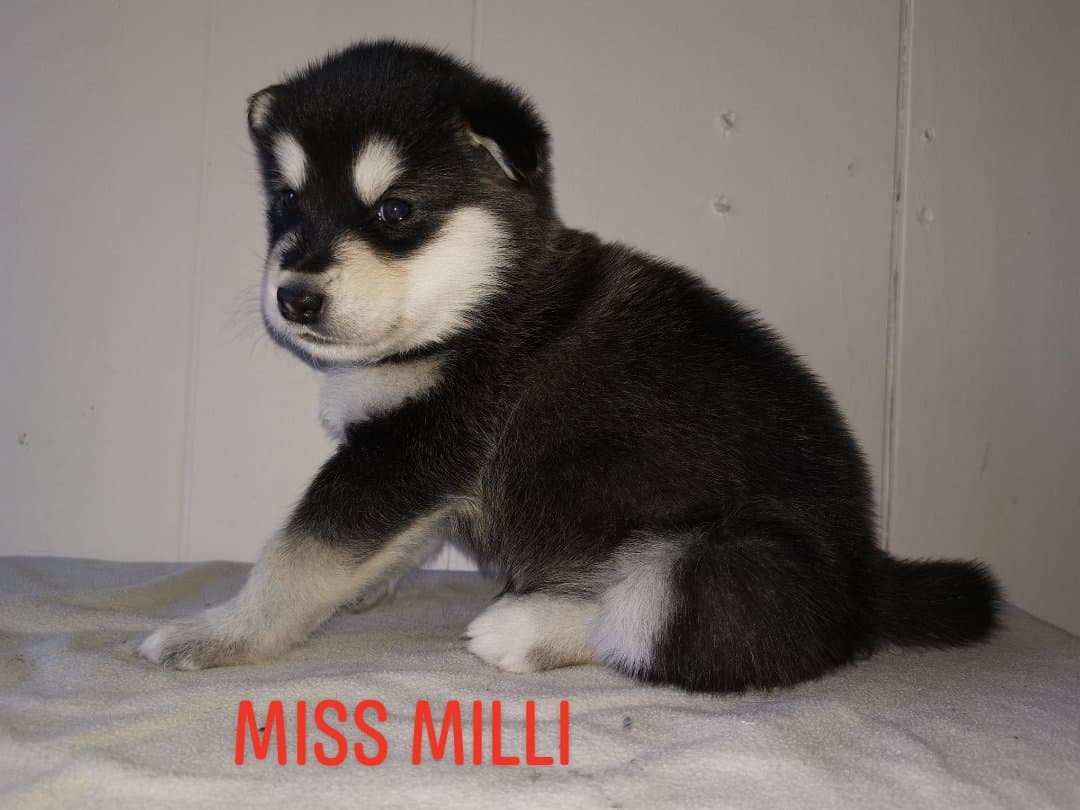 P-litter girl1 4weeks