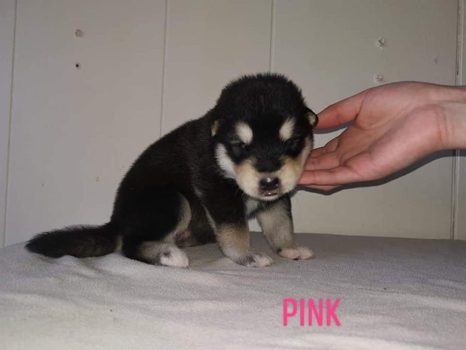 P-litter girl2 - 2 weeks