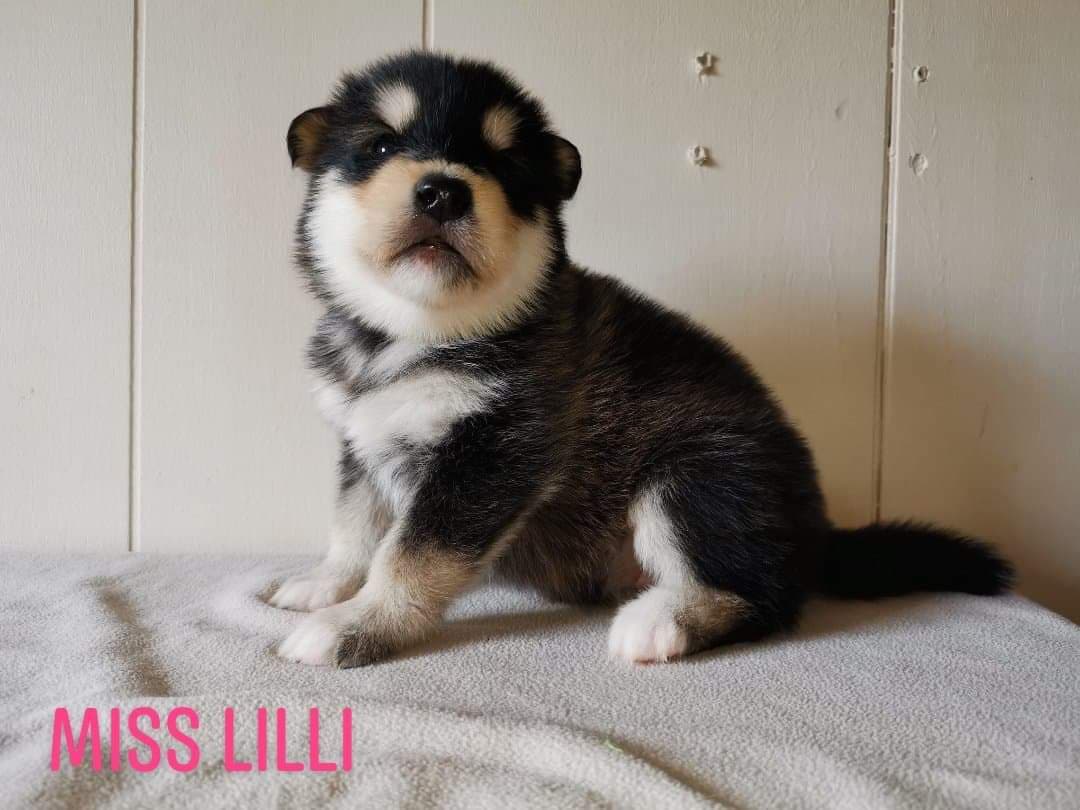 P-litter girl2 - 3 weeks