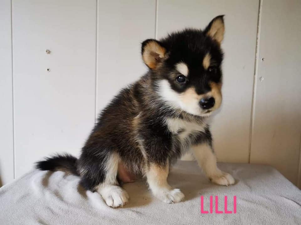 P-litter girl2 - 5 weeks